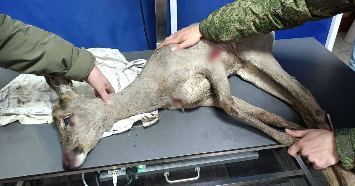В Приднестровье косуля застряла в заборе: животное спасли и передали ветеринарам.