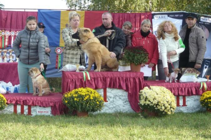 Эксперты выбрали лучшего пса в Молдове.