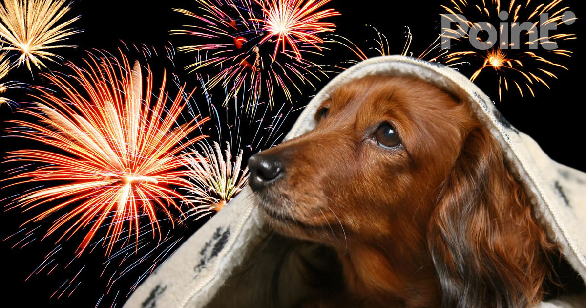 Avertismentul IGSU: Focurile de artificii poluează mediul şi sperie animalele.