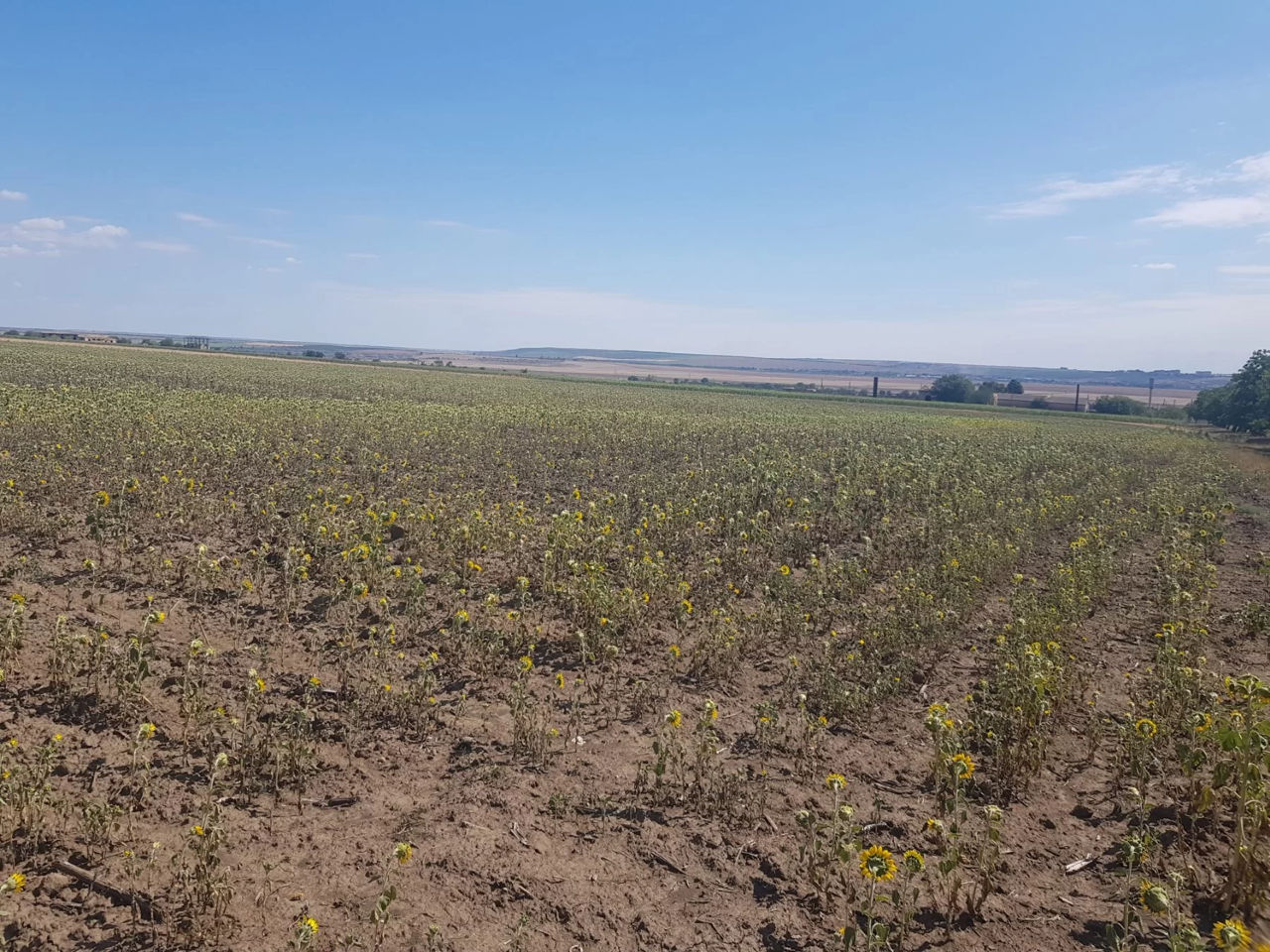 Из-за засухи в Тараклийском районе гибнет урожай кукурузы.