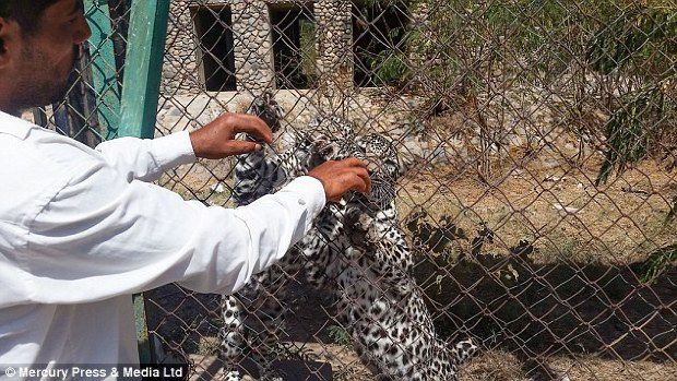 Sute de animale dintr-o grădină zoologică din Yemen se mănâncă între ele. Foto: dailymail.co.uk