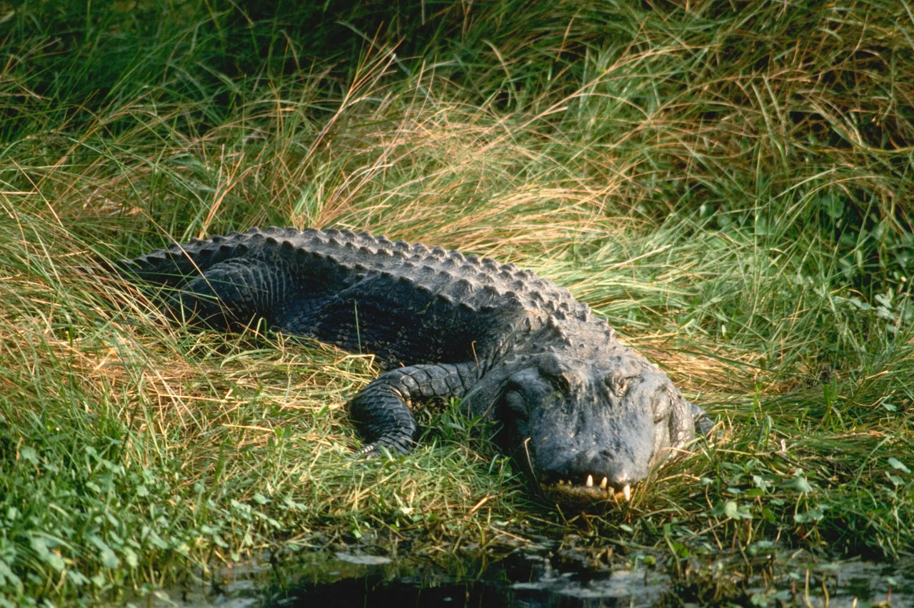 Rămășițele omului de afaceri au fost găsite în interiorul unui crocodil în Africa de Sud.