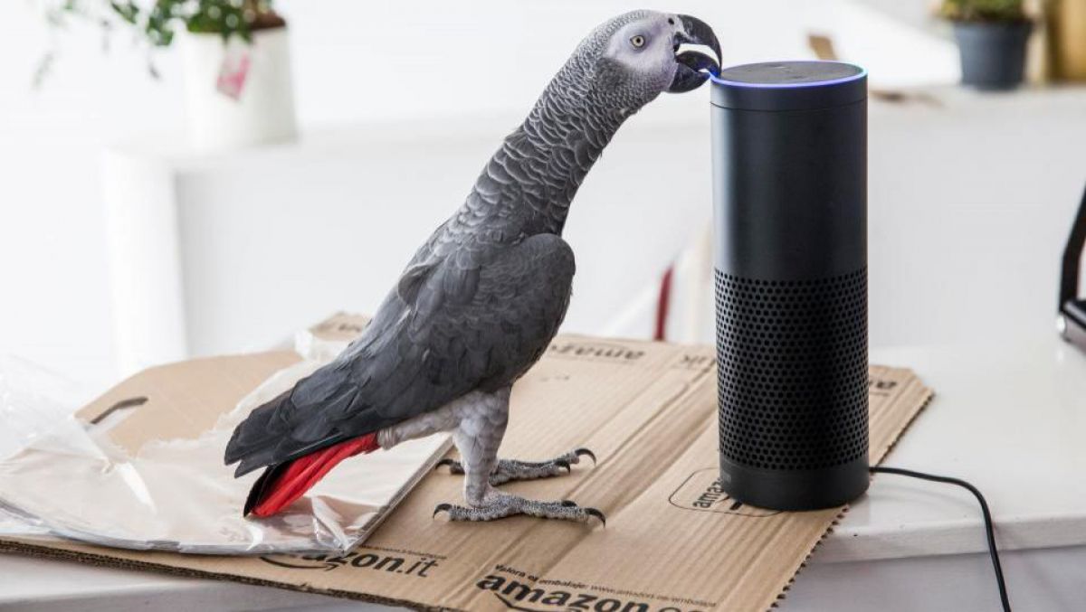 Un papagal a reuşit să facă o comandă pe Amazon, imitând vocea stăpânei. 