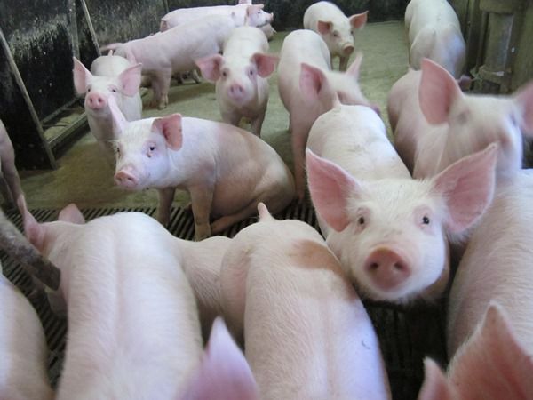Autorităţile vor să interzică ucrainenilor să introducă pe teritoriul Moldovei carne de porc. Foto: anunturi-agricultura.ro