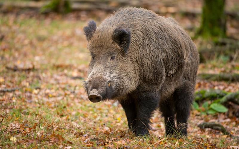 Premieră: Un porc mistreț radioactiv a fost găsit în România
