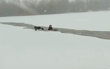 В Канаде девушка бросилась в ледяную воду, чтобы спасти чужого пса.