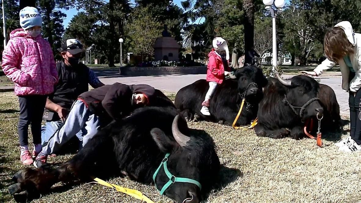 В Аргентине буйволы помогают реабилитироваться детям с задержкой развития.