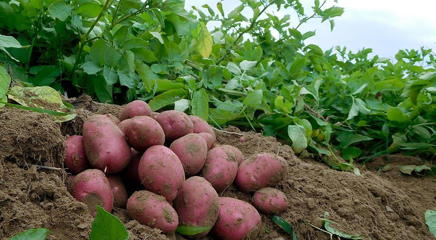 В Молдове начал дешеветь картофель.