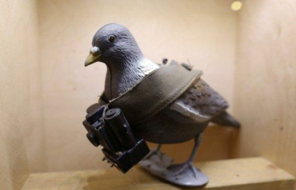 Porumbel voiajor folosit la spionaj, dotat cu o cameră video, la Muzeul Spionajului din Oberhausen. Foto: evz.ro