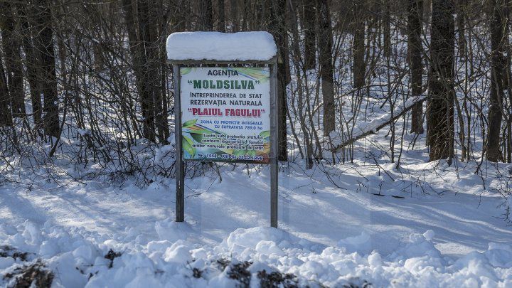 Rezervaţia Plaiul Fagului, în pericol. Este afectată de dăunători