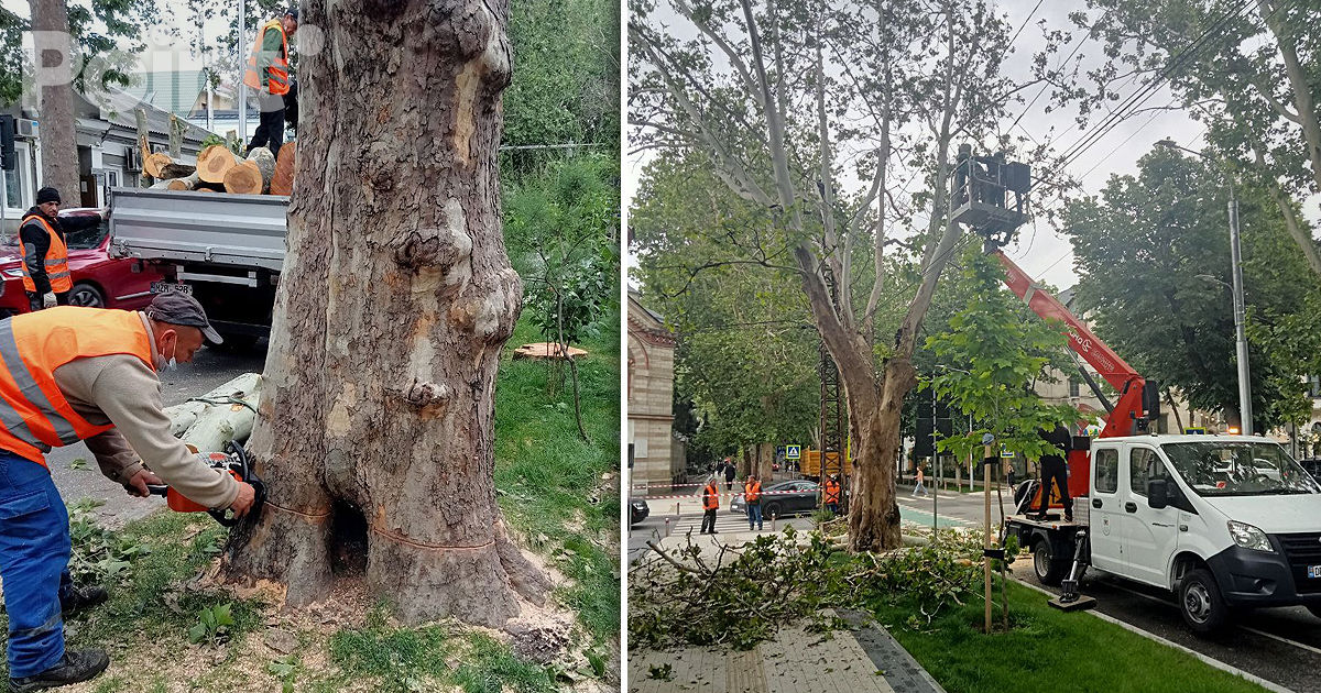 Apelul Primăriei în legătură cu defrișarea unor arbori: Nu manipulați opinia publică.
