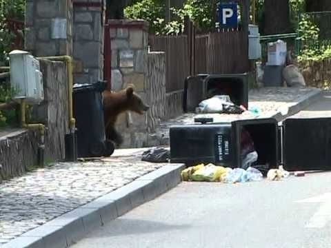 В Румынии по городу разгуливает медведь и нападает на людей.