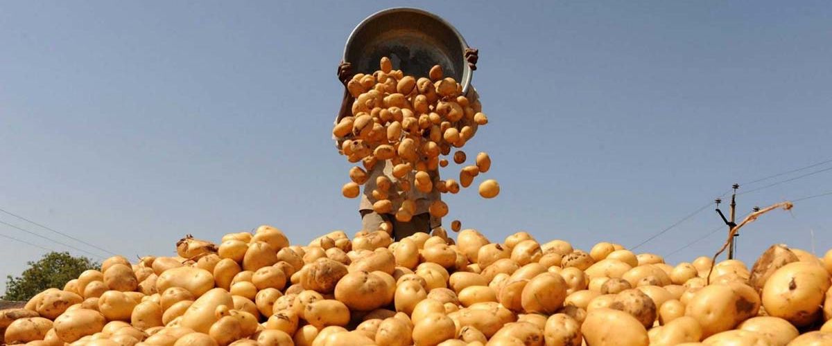 Прорыв в РНК повышает урожайность картофеля и риса на 50%.