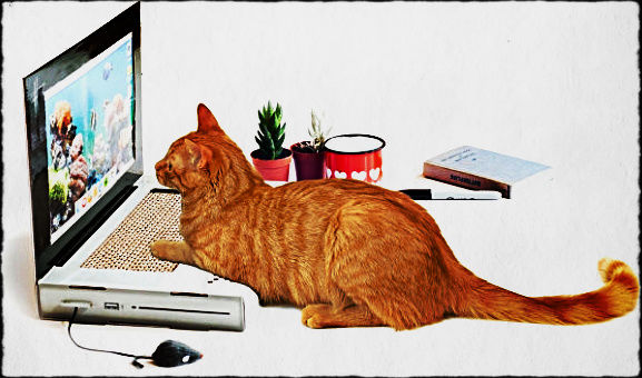 Laptopul pentru pisici, pe numele său original Cat Scratch Laptop.