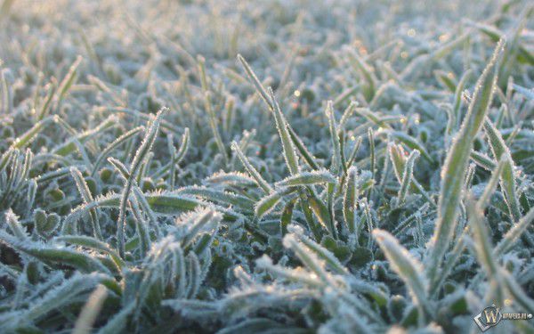 Температура воздуха в ночь на вторник и среду опустится до -2°C.
