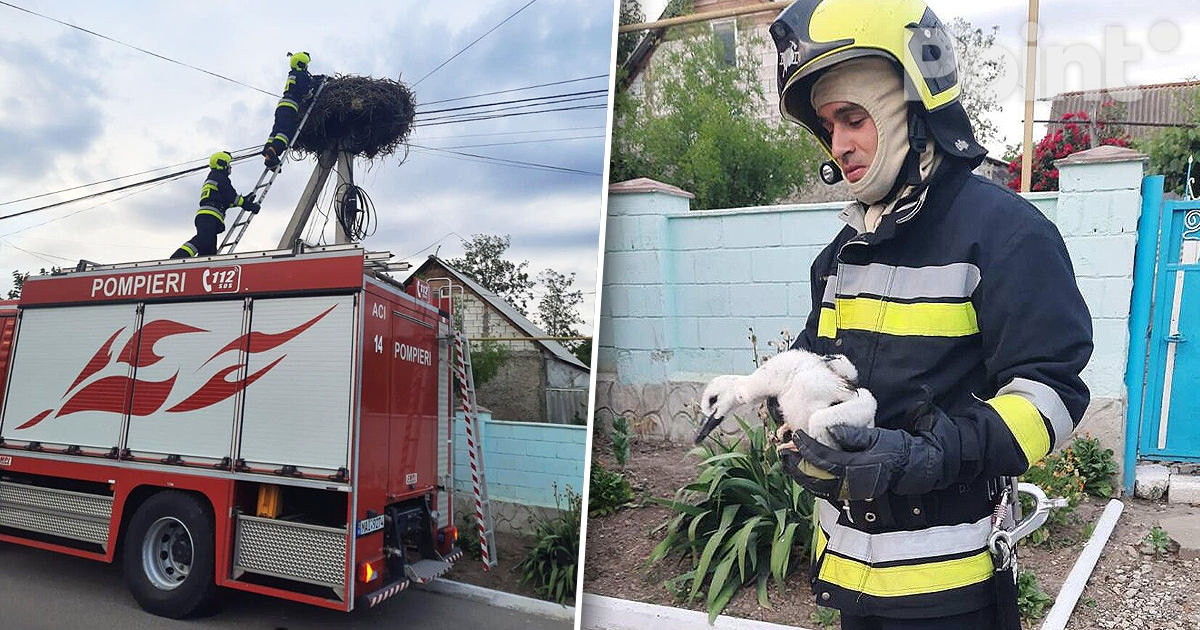 Молдавские спасатели вернули в гнездо выпавшего птенца аиста.