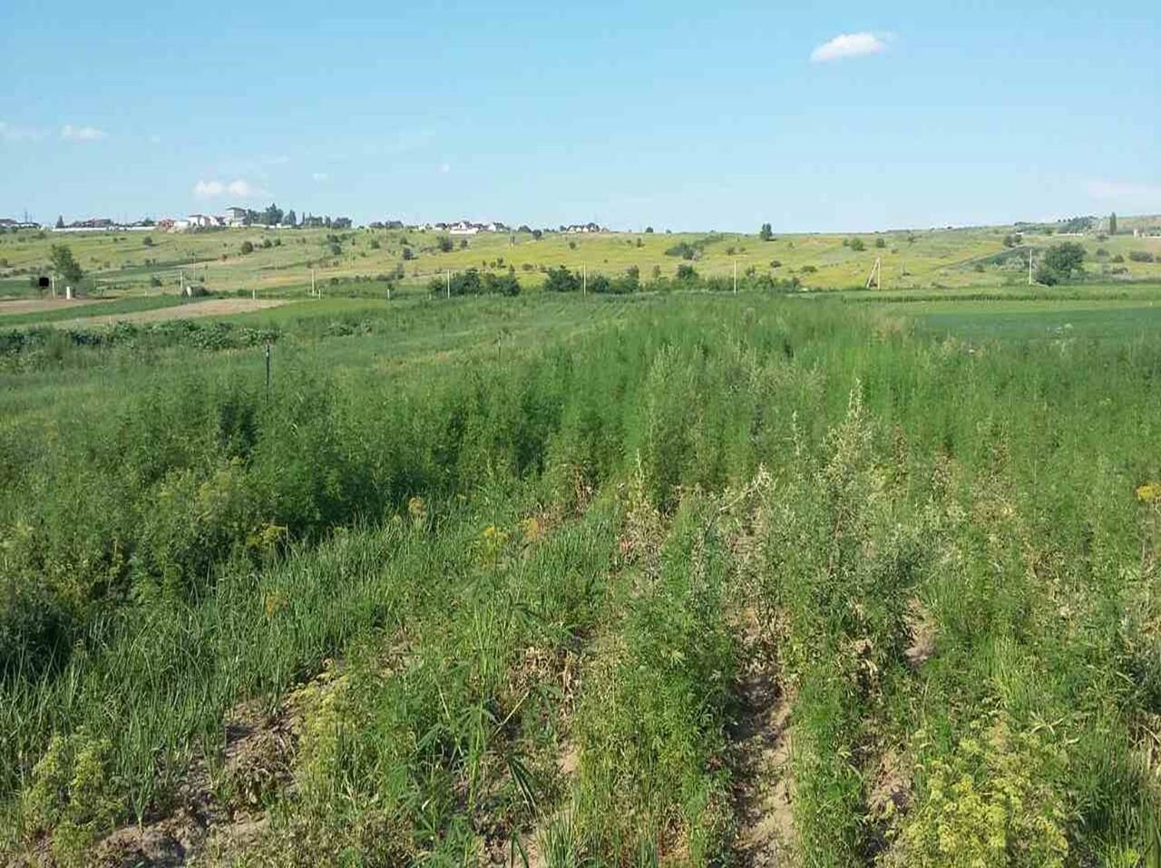 Площадь участка засаженного коноплей - 50 ар.