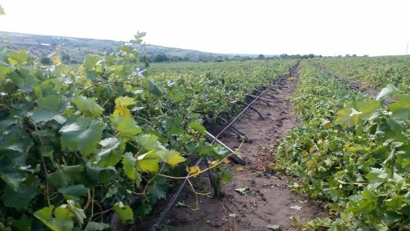 Prejudicii de milioane: Hectare de viță de vie distruse de vântul puternic. Foto: ziuadeazi.md