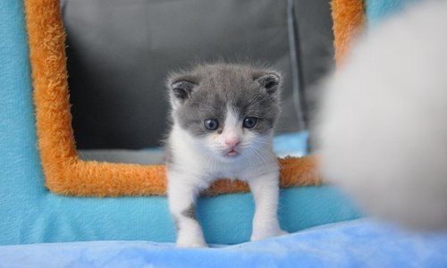 Воспроизвести копию любимого питомца можно будет за 250 тыс. юаней ($35,4 тыс.).
