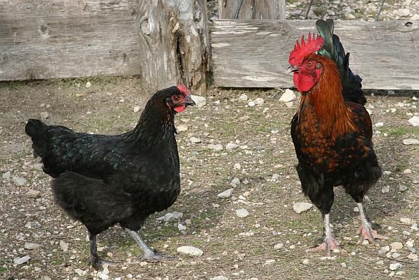 Moldova a interzis importul de păsări şi carne din 13 ţări europene. Foto: agrointel.ro