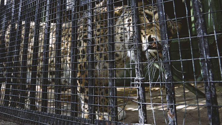 Grădina Zoologică ar putea fi extinsă cu încă 14 hectare şi renovată capital. 