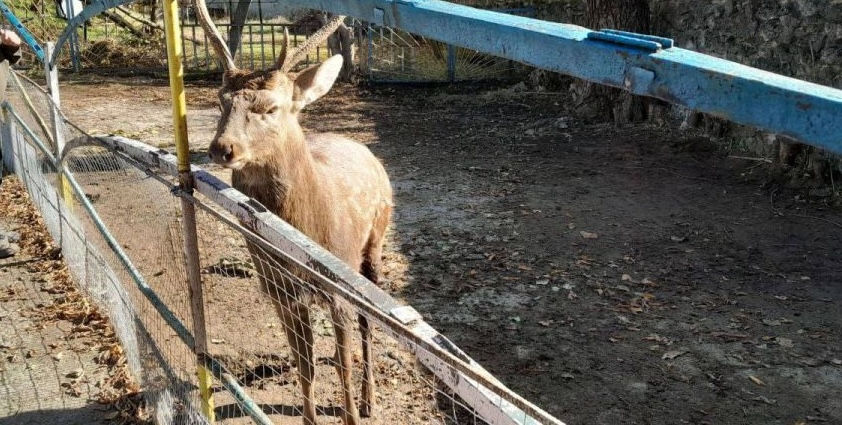 Un cerb a atacat un bărbat la Grădina Zoologică din Dubăsari.