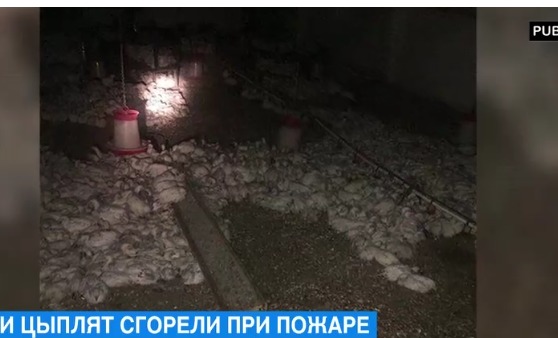 В результате пожара на ферме в Басарабяске сгорели 15 тысяч цыплят.