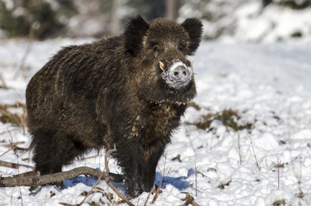 Un bărbat din capitală a vânat ilegal mistreț într-o pădure din Basarabeasca. Foto simbol: pressalert.ro