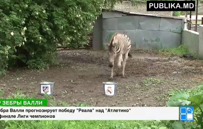 Валли семь лет, ее привезли в Молдову из зоопарка чешского города Брно.