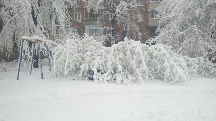 Şapte oameni au murit şi peste 2.500 de copaci au căzut din cauza zăpezii.