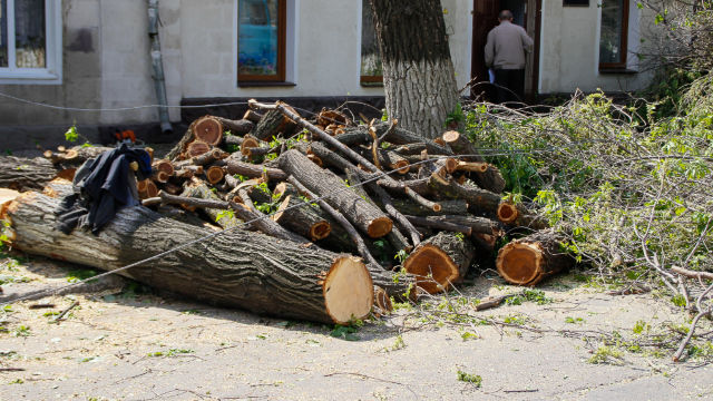 Ветки и стволы деревьев в Кишиневе.