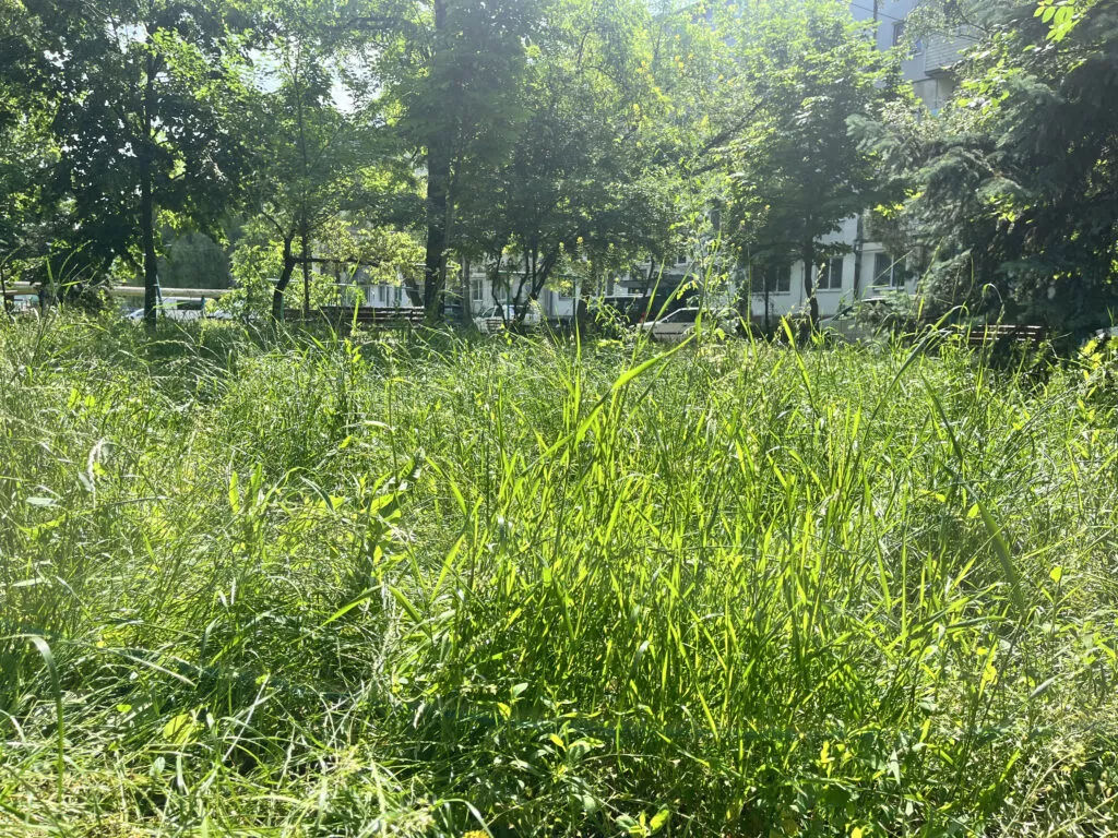Curțile din Bălți au devenit junglă din cauza ierbii necosite. Locatarii așteaptă soluții.