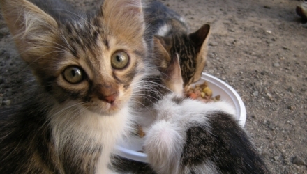 „City Cats” salvează pisicile din oraș