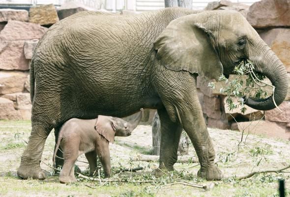 O bătrână va lăsa moștenire 22 de milioane de dolari unei gradini zoo. 
