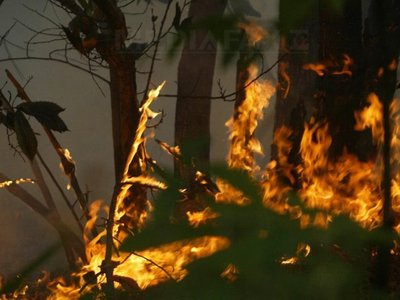 Vara lui 2010 a fost marcată în Rusia de incendii de pădure şi de turbă fără precedent