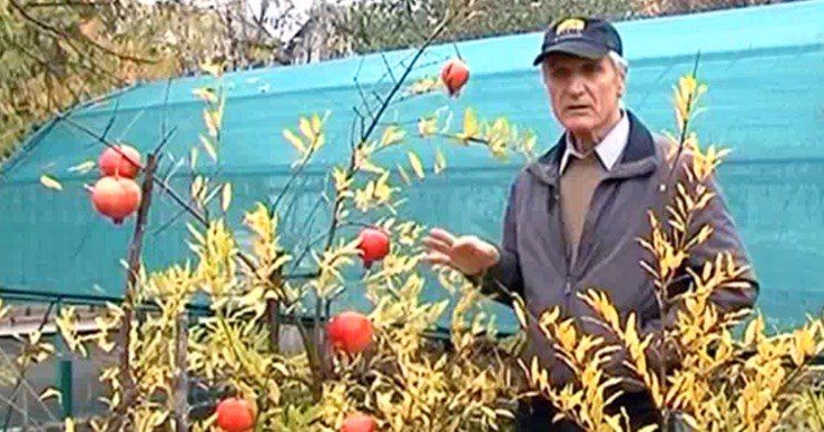 Сейчас в саду самыми красными являются гранатовые деревья.