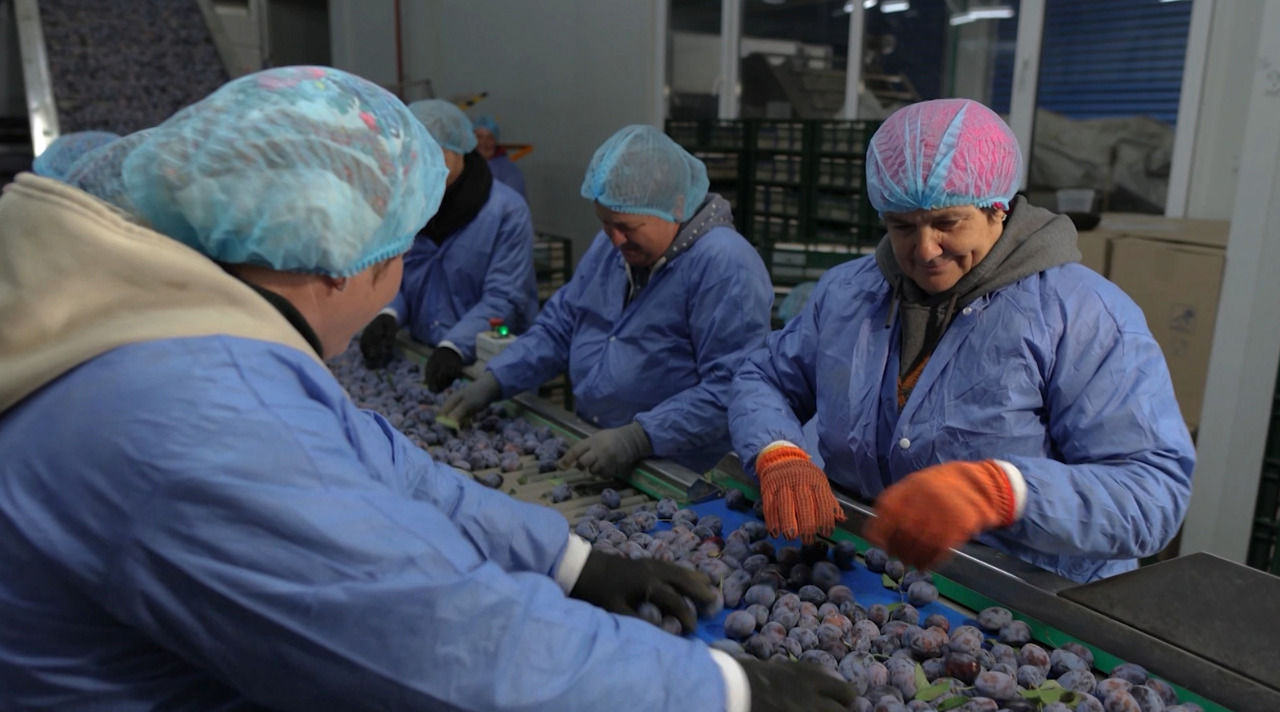 Exporturile de prune moldovenești spre UE se vor majora de patru ori.