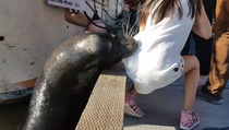 Groaznic: Momentul când o fetiță e trasă în apă de către un leu de mare. Foto: iflscience.com