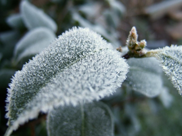 Începând cu săptămâna viitoare, valorile termice vor coborî pe timp de noapte până la -8°C.
