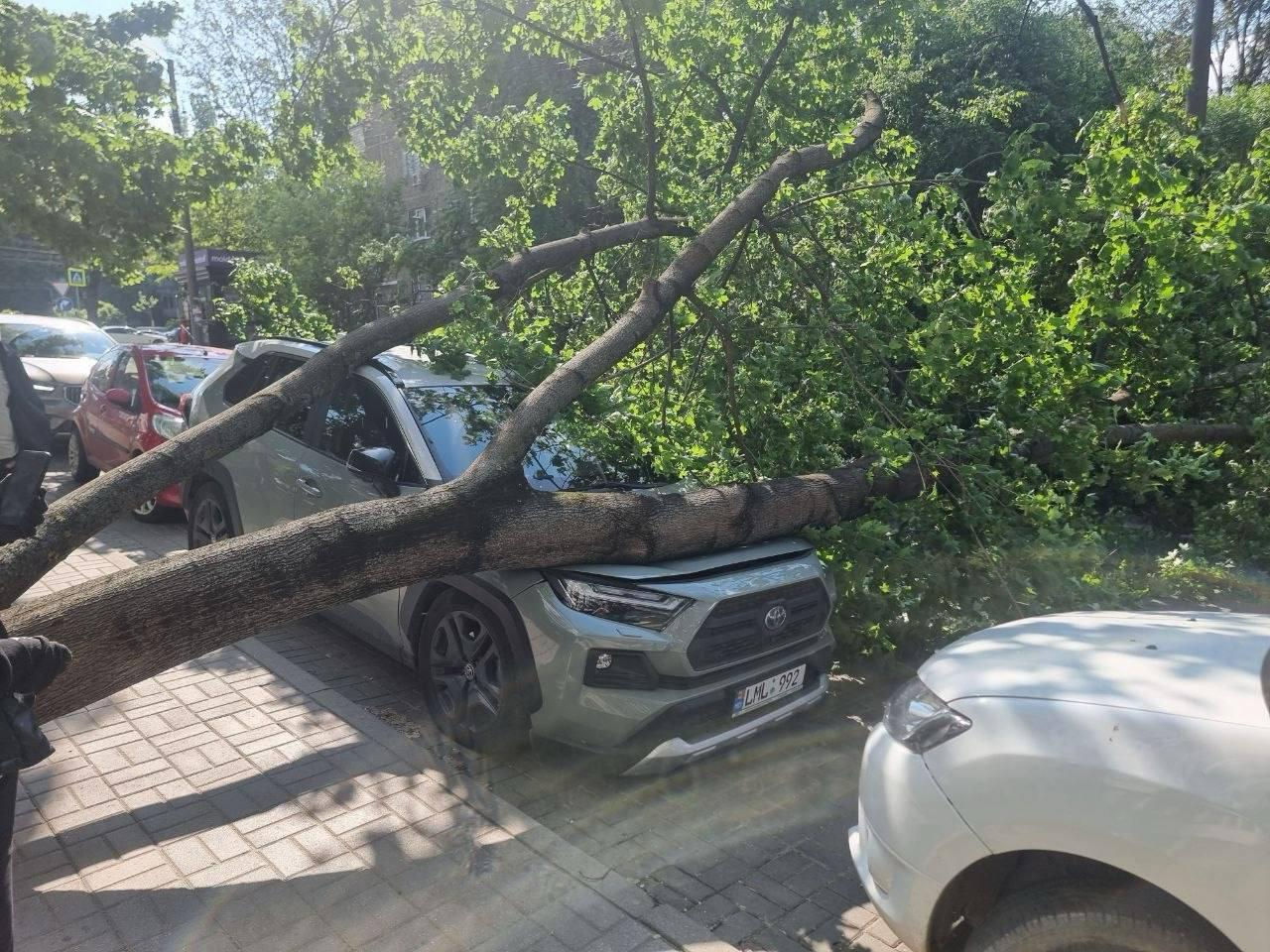 Un copac s-a prăbușit peste un automobil în sectorul Botanica al Capitalei.