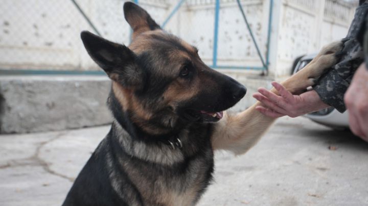 Mark este ciobănescul vameşilor de la Aerportul Chişinău, care a fost antrenat special pentru a descoperi produse de tutungerie.