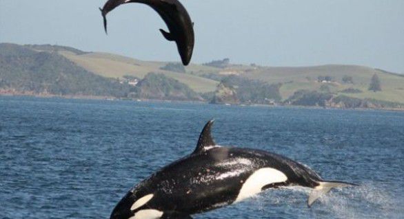 Abilități impresionante: Top 10 cele mai inteligente animale