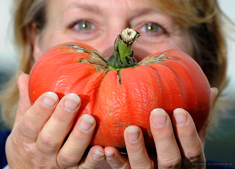 Recolta variază între 5 și 7 kg de tomate de la o singură plantă.