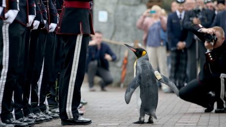 Un pinguin din Scoția a fost decorat în cadrul unei ceremonii militare. Foto: libertatea.ro