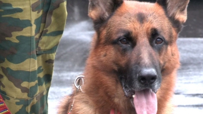Patrupedul pe nume Oscar i-a dus pe poliţişti de la locul săvârşirii crimei, până la domiciliul suspectului.