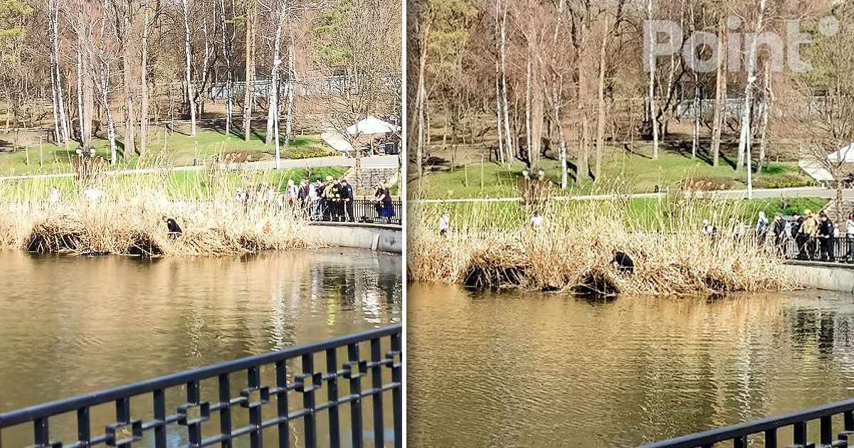 Un câine, salvat din lac în Parcul Valea Morilor.