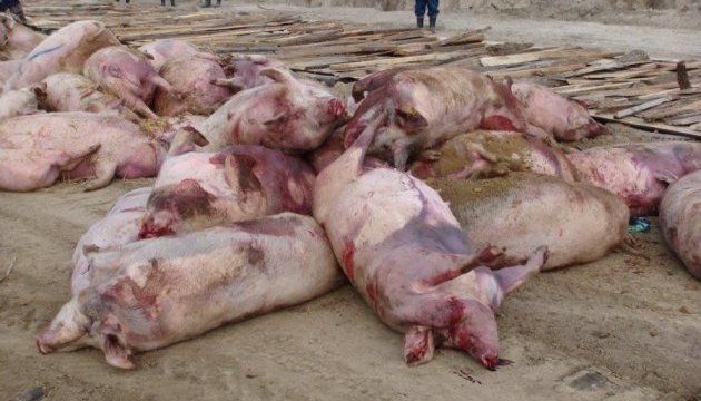 В Румынии фермеры вынуждены уничтожать свиней из-за страха распространения вируса.