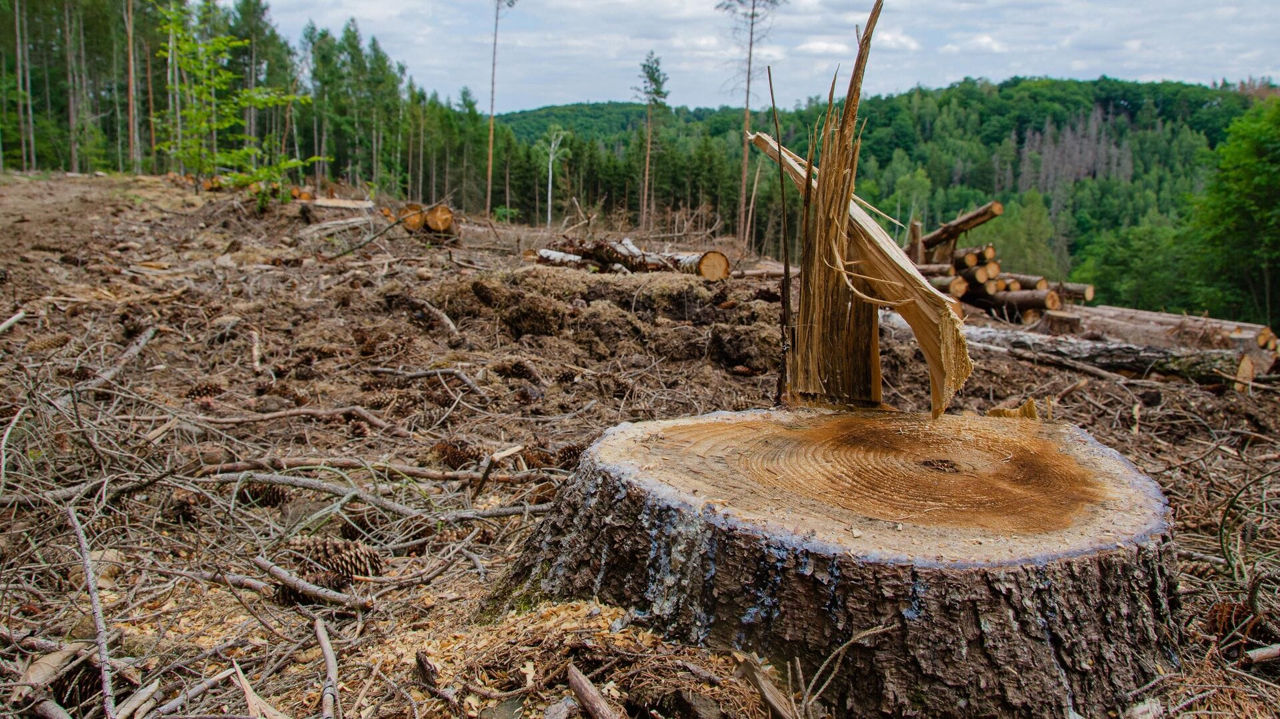Sancțiunile pentru tăierea arborilor în pădurile protejate cresc de zece ori.