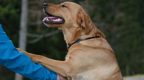 Un cățel din rasa labrador este considerat erou în Mexic, după ce a salvat viata unui baiat care s-a rătăcit în pădure. Foto: pixabay.com