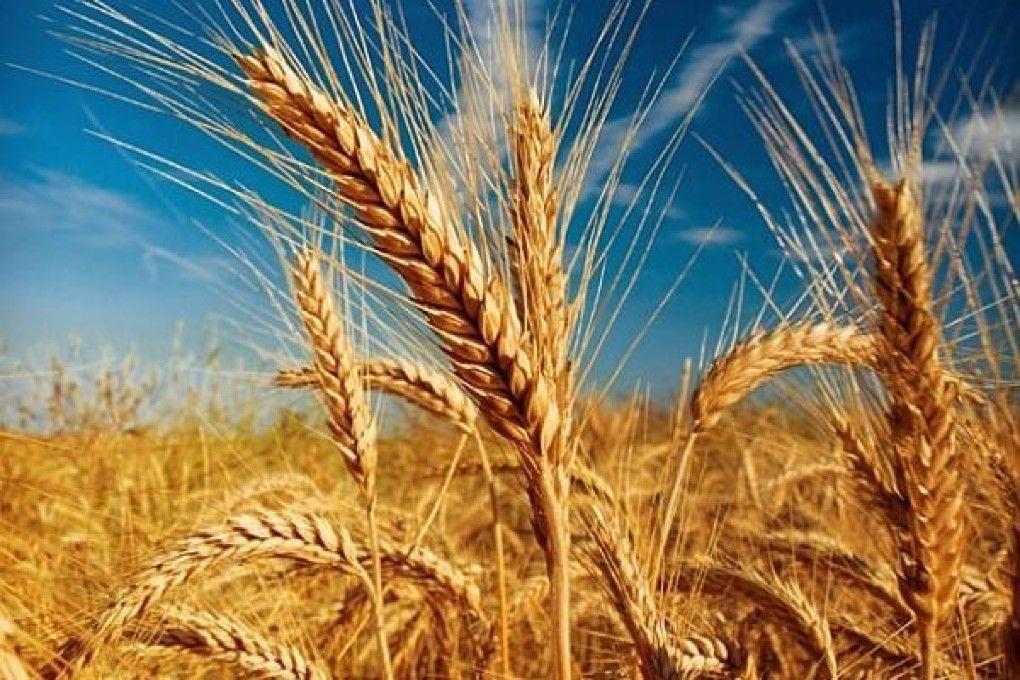 Recolta prognozată de grâu este mai mică decât anul trecut.